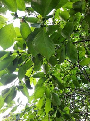 bán đất rẫy. Mua bán đất tại Huyện Đơn Dương Lâm Đồng được đăng bởi Minh Huy