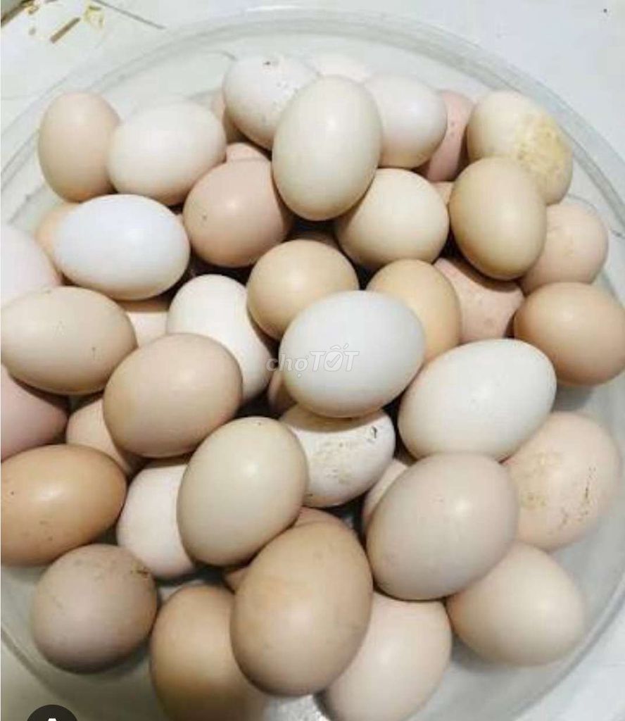 Trứng Gà HMông thịt đen Có Cồ. Mua bán Đồ ăn, thực phẩm và các loại khác tại Huyện Bàu Bàng Bình Dương được đăng bởi THANH LONG hình 1