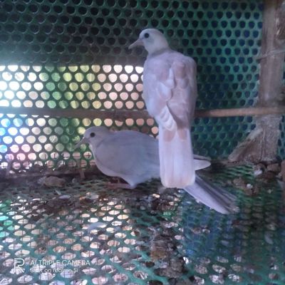 Cần bán gấp cu gáy pháp. Mua bán Chim tại Thị xã Tân Uyên Bình Dương được đăng bởi đặng công hoà