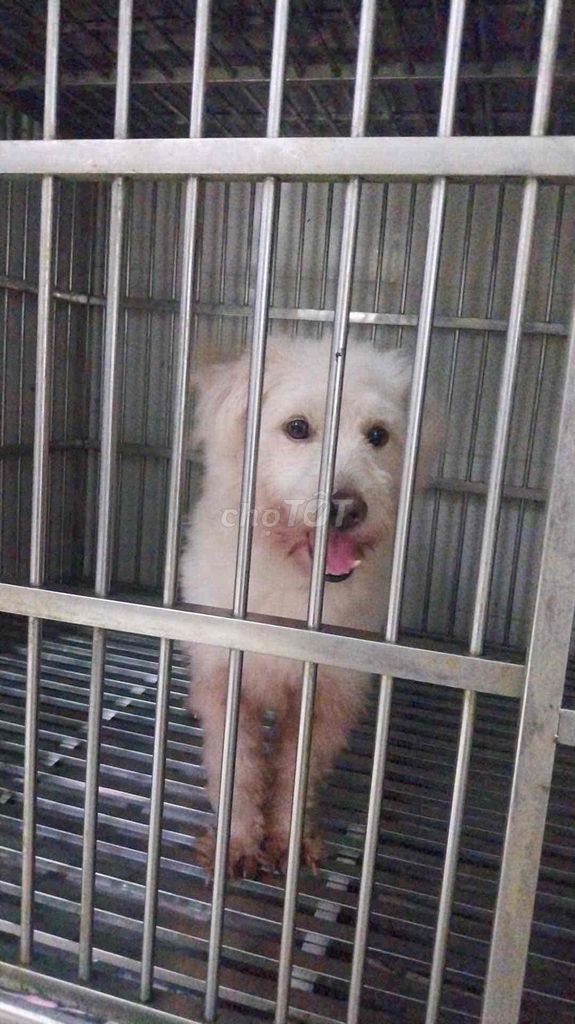 Kiếm chủ cho bé chó, nhà chuyển đi không nuôi được. Mua bán Chó tại Quận Bình Thuỷ Cần Thơ được đăng bởi Hân hình 1