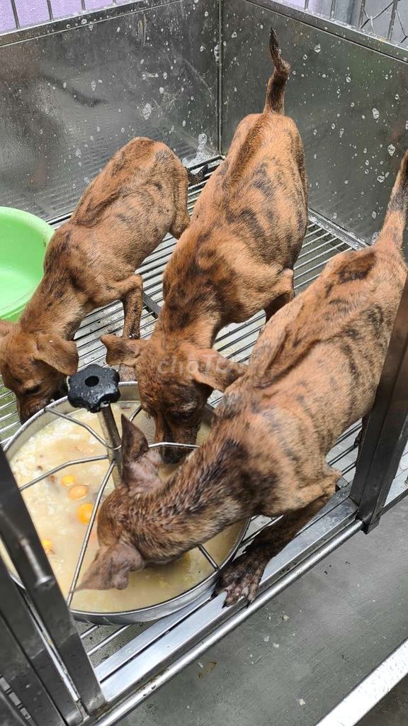 Chó phú quốc Vện Lửa dòng to. Mua bán Chó tại Quận 12 Tp Hồ Chí Minh được đăng bởi Penta Store hình 5