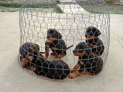 Chó Rottweiler Đực, Cái đã tiêm