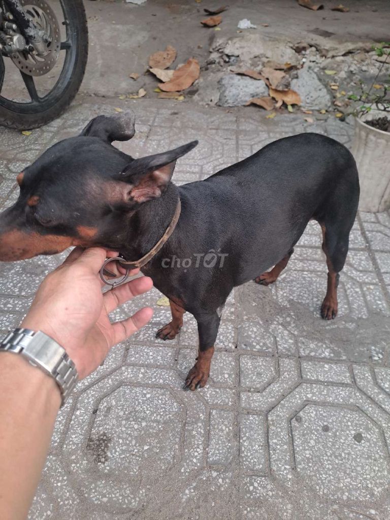Cho ai thiện chí mua còn bớt. Mua bán Chó tại Quận Bình Tân Tp Hồ Chí Minh được đăng bởi Tên chưa cung cấp hình 1