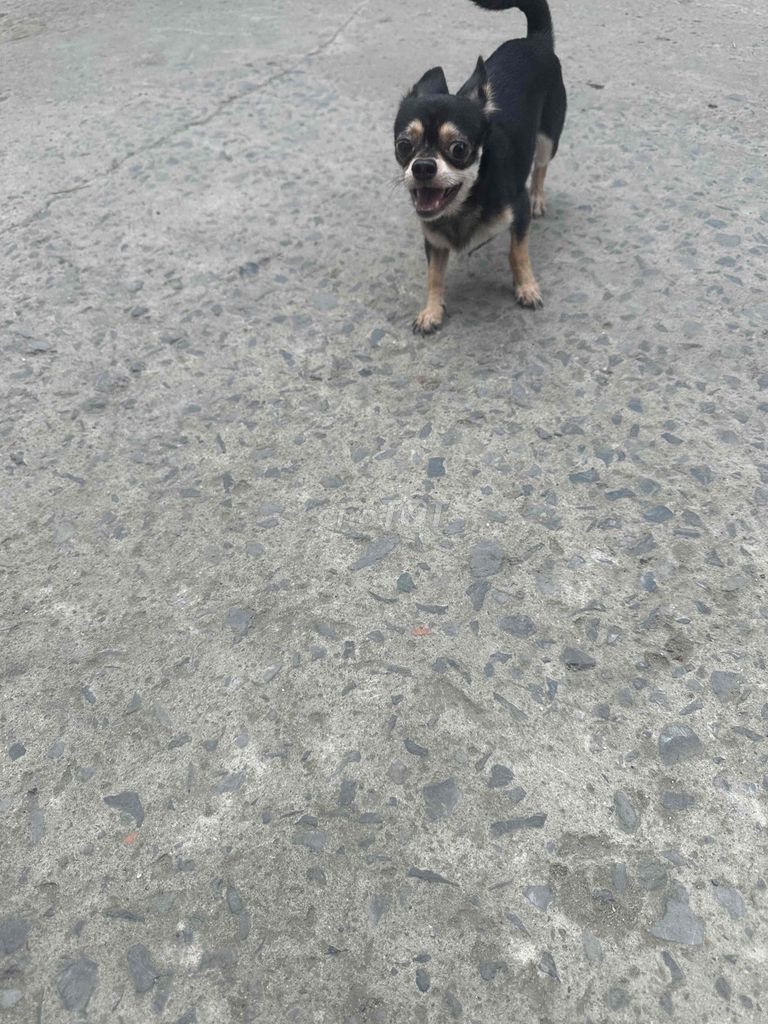 chó chihuahua blacktan. Mua bán Chó tại Huyện Bình Chánh Tp Hồ Chí Minh được đăng bởi Nhựt hình 3
