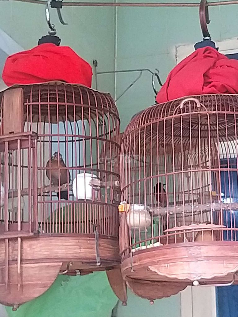 Thanh lý: 1 cặp MI, THAN, Chòe Đen Rẻ!. Mua bán Chim tại Huyện Hóc Môn Tp Hồ Chí Minh được đăng bởi Nhut Nguyen hình 1
