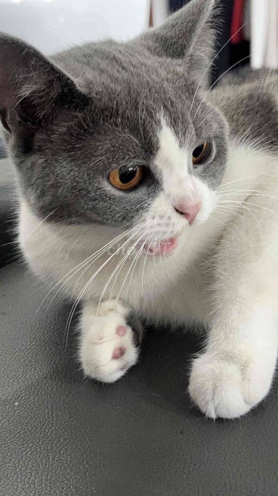 mèo anh lông ngắn.. e ko có tg nuôi ạ. Mua bán Mèo tại Thị xã Bến Cát Bình Dương được đăng bởi Tên chưa cung cấp hình 1