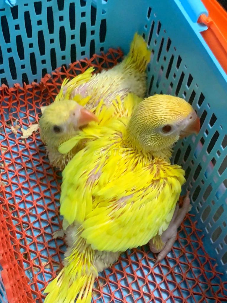 Vẹt nói Ringneck Vàng Chăm bột. Mua bán Chim tại Quận Gò Vấp Tp Hồ Chí Minh được đăng bởi Chim Vẹt Cảnh TPHCM hình 1