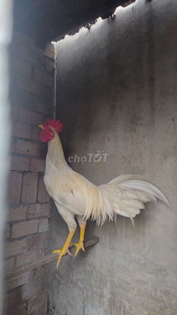 Gà tơ Trắng 2.8kg - 3kg. Mua bán Gà tại Huyện Bình Chánh Tp Hồ Chí Minh được đăng bởi Anh tam hình 1
