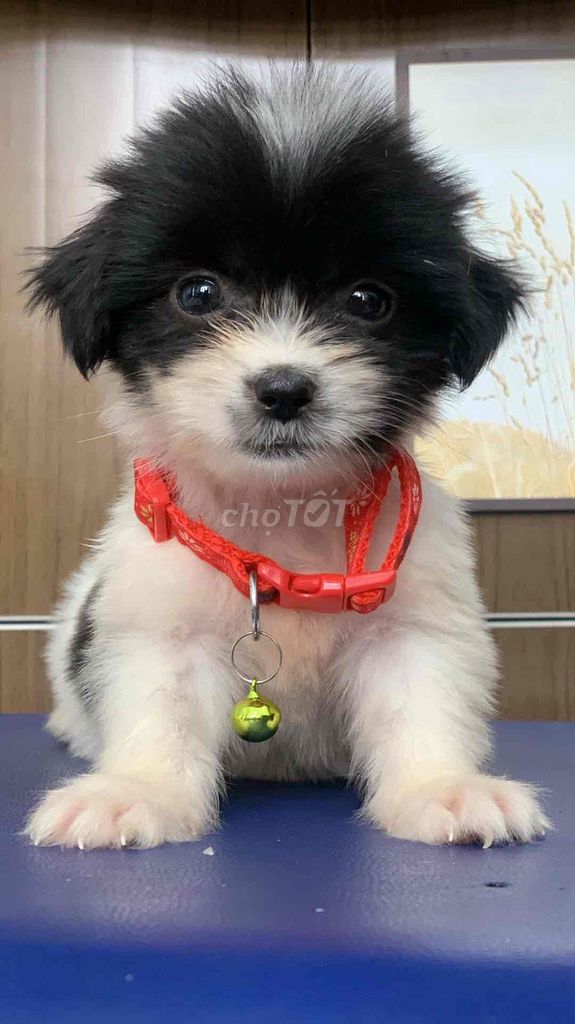 nhật chân lùn, bò sữa mini. Mua bán Chó tại Quận 12 Tp Hồ Chí Minh được đăng bởi Cún xinh nhà TaDa hình 1