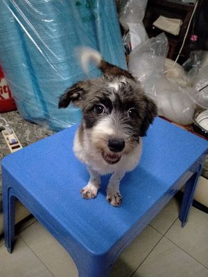 Poodle lai Nhật nâu trắng, nhỏ, cái. Mua bán Chó tại Quận 10 Tp Hồ Chí Minh được đăng bởi  Triệu Thanh Bình