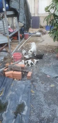 Chó Phú Quốc 7 con