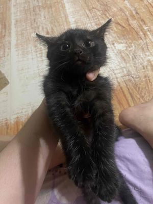 MÈO LAI DỄ THƯƠNG. Mua bán Mèo tại Quận Bình Tân Tp Hồ Chí Minh được đăng bởi Phương Anh