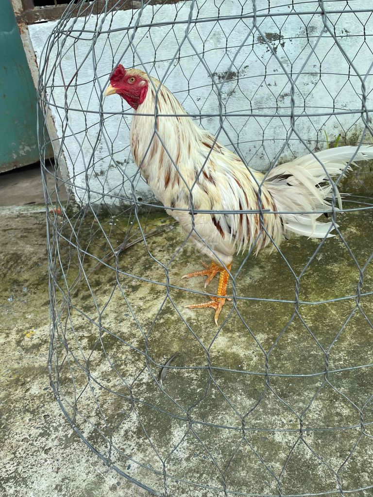 gà bướn 3kg3