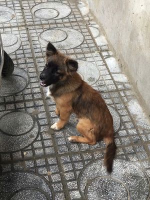 Chó Poodle lai đực 6 tháng nâu đen