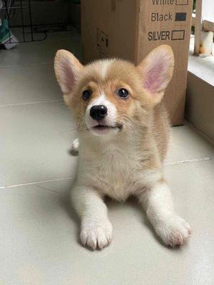 bé Corgi đực 3 tháng tuổi dễ thương 🥰