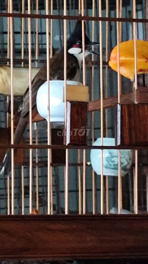 Chim gia Lai bồi còn nhát. Mua bán Chim tại Quận Tân Phú Tp Hồ Chí Minh được đăng bởi Hiếu hình 1