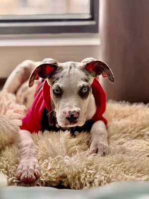 Chó Bandog lai Great Dane. Mua bán Chó tại Quận Bình Thạnh Tp Hồ Chí Minh được đăng bởi Danh Nguyễn