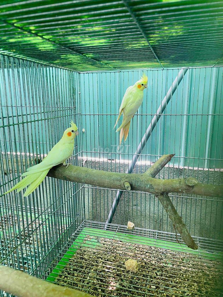 Vẹt Cockatiel Lutino ghep ss. Mua bán Chim tại Quận 10 Tp Hồ Chí Minh được đăng bởi Bh hình 1