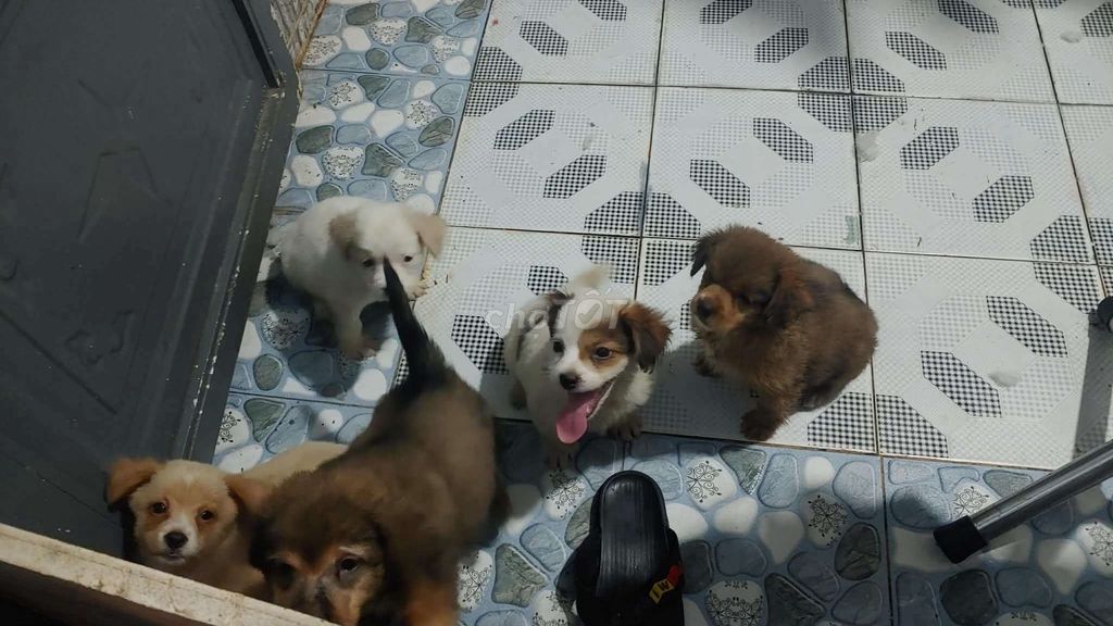 Chó con nhiều màu cả hai. Mua bán Chó tại Huyện Cần Giuộc Long An được đăng bởi Nguyễn Khải hình 1