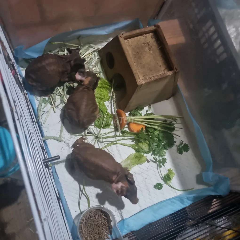 Chuột lang không lông Nâu. Mua bán Thú cưng khác tại Quận Bình Tân Tp Hồ Chí Minh được đăng bởi Bảo Sang hình 1