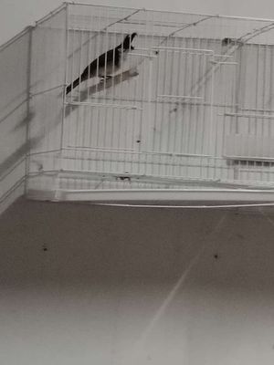 Lân tê mặt quỷ gl mi khứu. Mua bán Chim tại Huyện Bình Chánh Tp Hồ Chí Minh được đăng bởi chào mào 