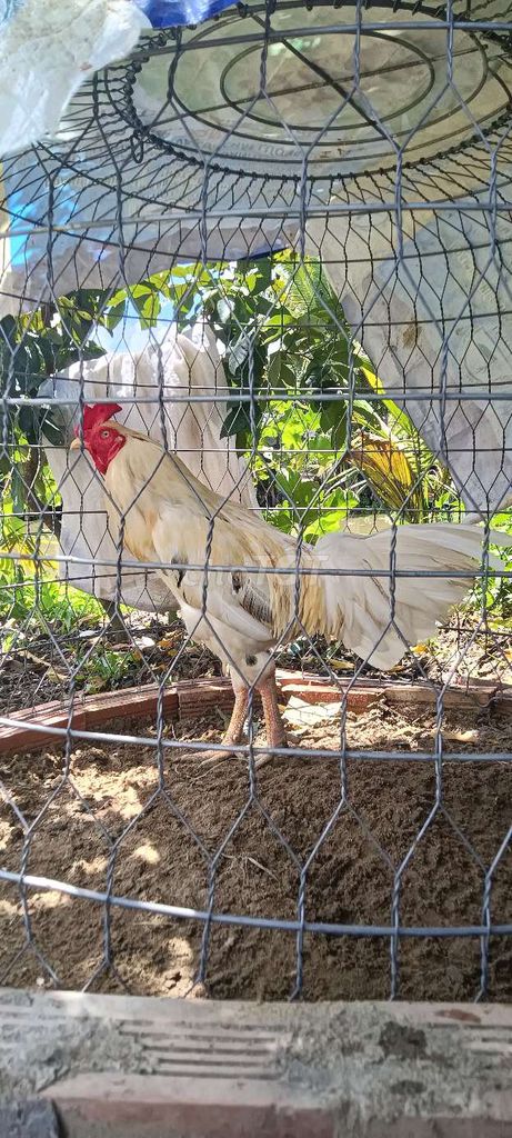 Gà chọi Trắng 3.2kg. Mua bán Gà tại Huyện Giồng Riềng Kiên Giang được đăng bởi bán gà kiên giang hình 1