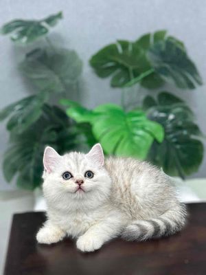 Mèo Silver tabby/ Silver. Mua bán Mèo tại Quận Gò Vấp Tp Hồ Chí Minh được đăng bởi ti pet town