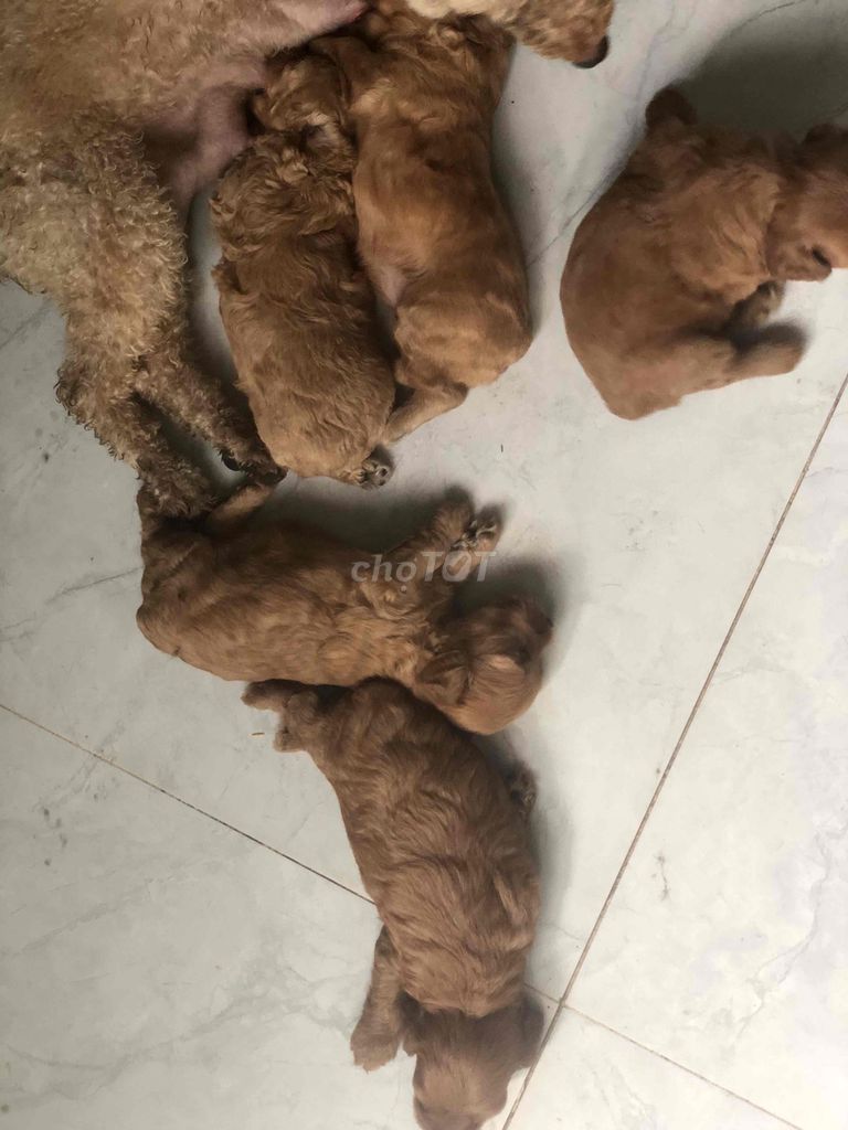 Chó Poodle đực mới nhú. Mua bán Chó tại Huyện Bình Chánh Tp Hồ Chí Minh được đăng bởi PHAm ha hình 1