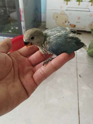 Vẹt Lovebird non Xám xanh. Mua bán Chim tại Huyện Đức Hòa Long An được đăng bởi trantu