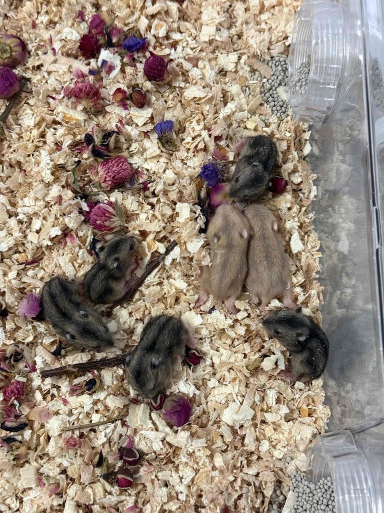 Chuột Hamster khỏe mạnh nhanh nhẹn 21 ngày. Mua bán Thú cưng khác tại Huyện Củ Chi Tp Hồ Chí Minh được đăng bởi Nguyễn Hoà Thành hình 1