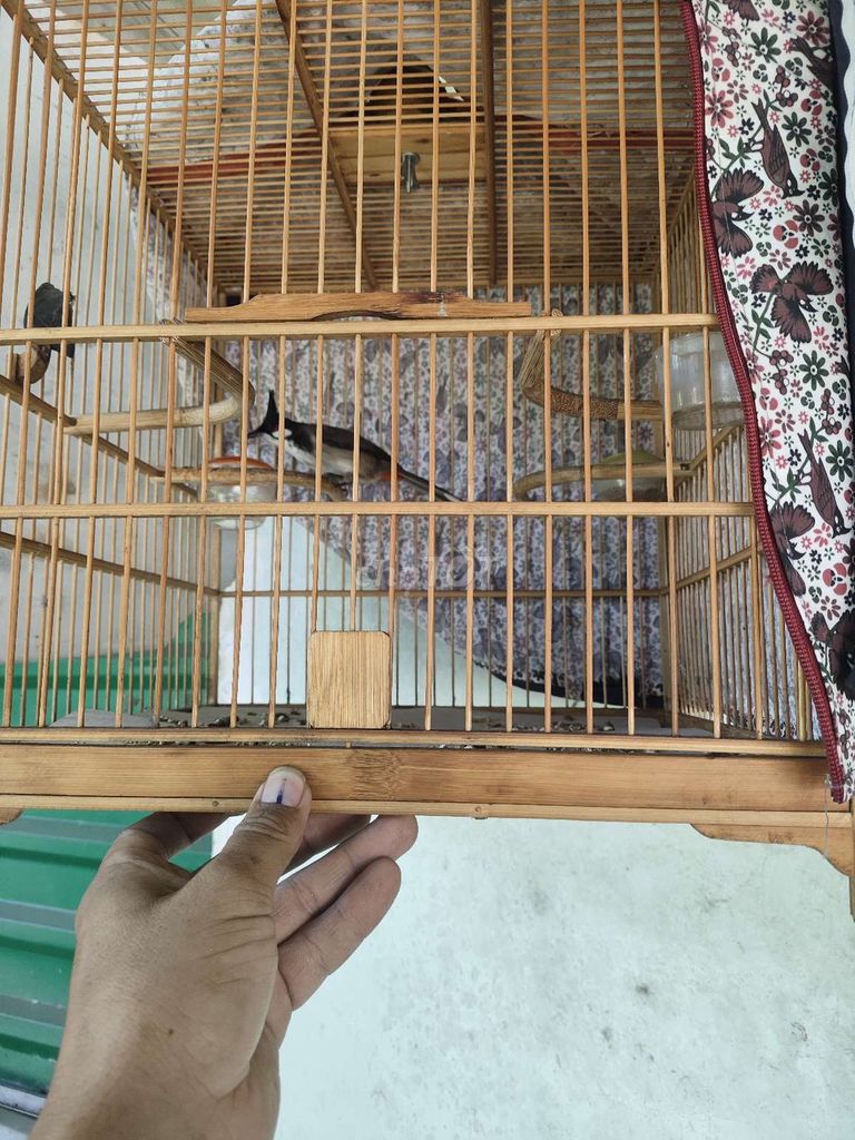 Chim chào mào đực đã thay lông. Mua bán Chim tại Quận Tân Phú Tp Hồ Chí Minh được đăng bởi Năm Sanh hình 1