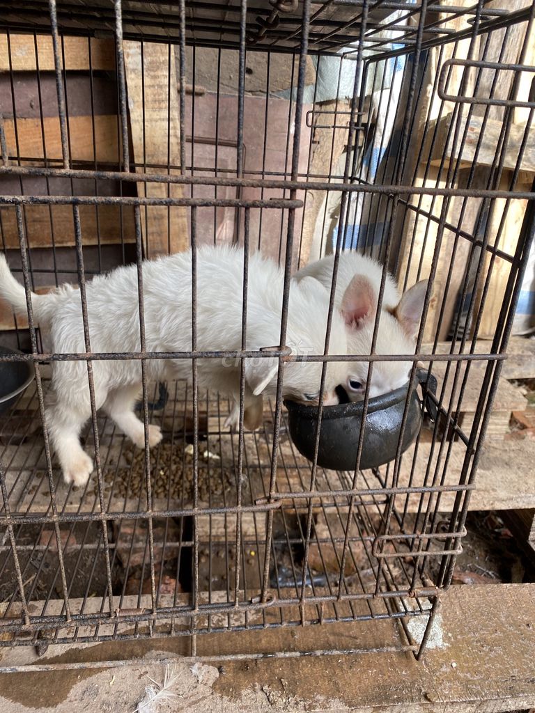 Chó con màu Trắng. Mua bán Chó tại Huyện Thanh Trì Hà Nội được đăng bởi Cuong hình 1