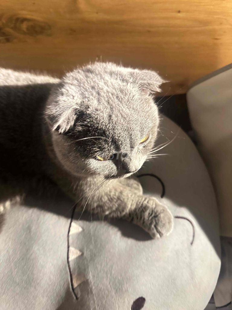 Mèo Anh lông ngắn Xám. Mua bán Mèo tại Thành phố Thuận An Bình Dương được đăng bởi huyền shachi hình 1