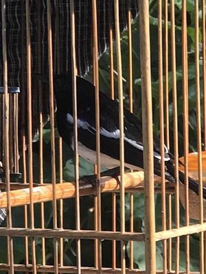 Chim cảnh Đen trắng