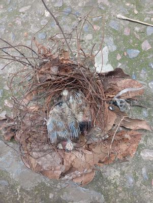 Chim chào mào 2 con