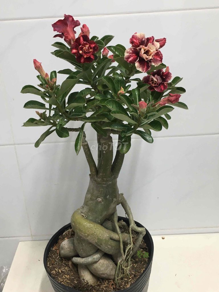 sứ ghép. Mua bán Cây cảnh, đồ trang trí tại Quận 7 Tp Hồ Chí Minh được đăng bởi Nga Trần hình 1