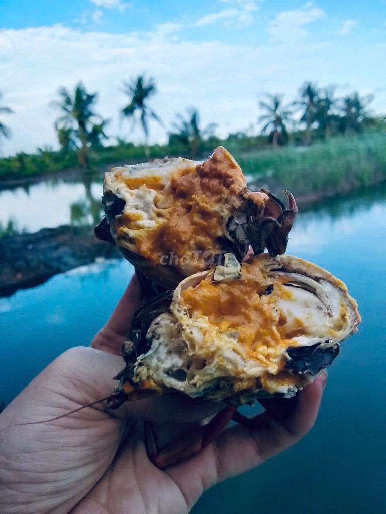 Cua Cà Mau. Mua bán Đồ ăn, thực phẩm và các loại khác tại Thành phố Thủ Dầu Một Bình Dương được đăng bởi Huỳnh Ngoan hình 4