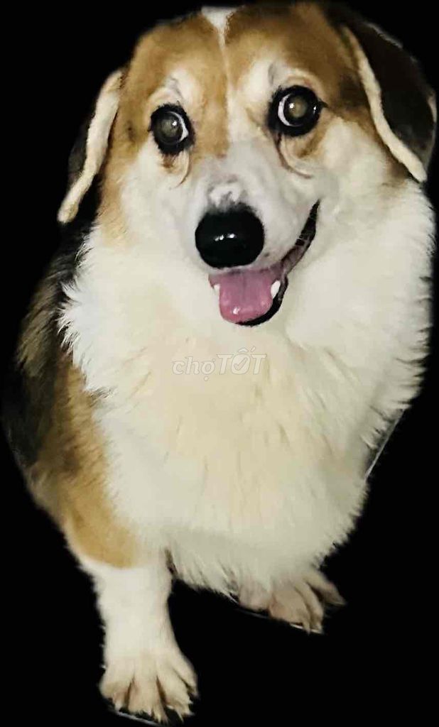 Dọn nhà tìm chủ cho bé corgi cái