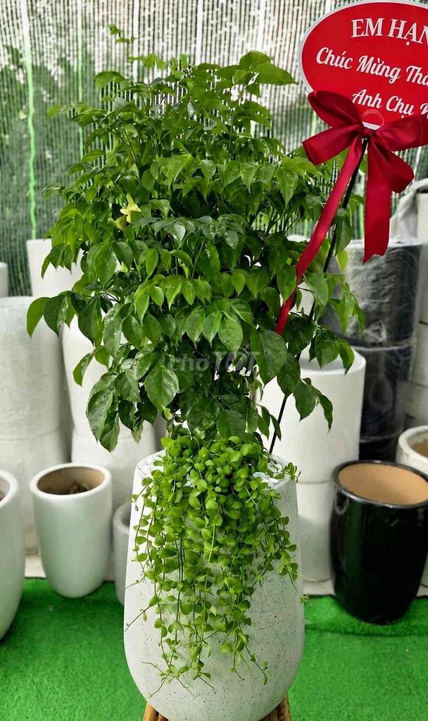 Cây kim tiền chậu sứ xanh lá. Mua bán Cây cảnh, đồ trang trí tại Quận Liên Chiểu Đà Nẵng được đăng bởi Ngân Đinh hình 1