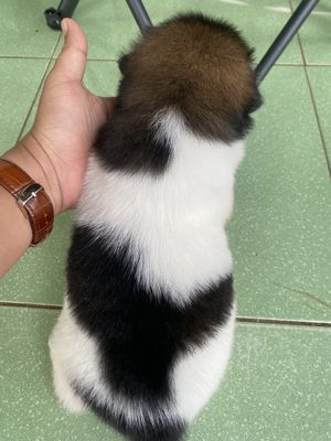 Chó xù, chó lai mặt xe. Mua bán Chó tại Huyện Tuy An Phú Yên được đăng bởi Tin Nguyen