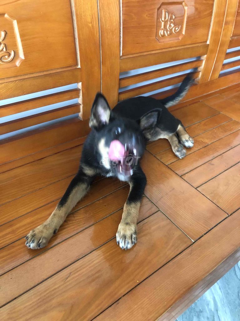 Chó không rõ giống Đen vàng. Mua bán Chó tại Quận Liên Chiểu Đà Nẵng được đăng bởi Cuộc Sống Mới hình 1