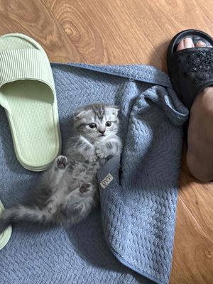 Mèo Anh lông ngắn xám 2 tháng