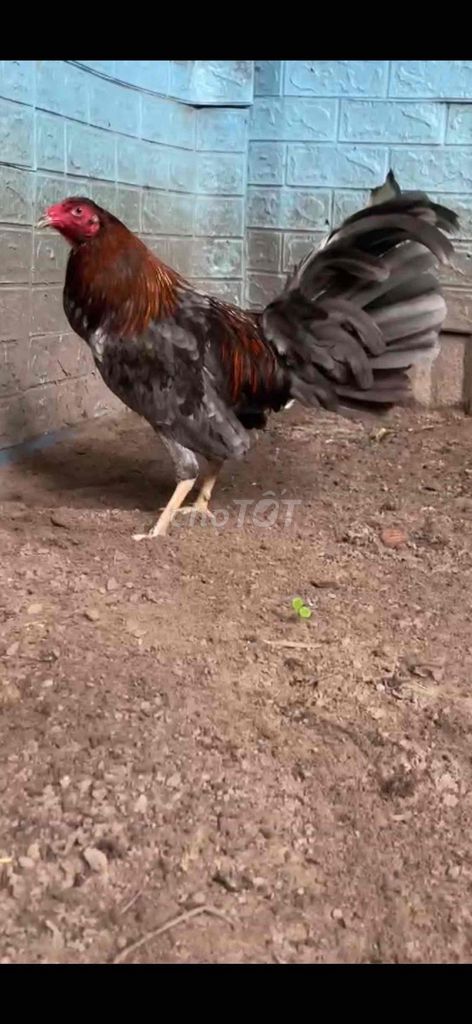 Gà Cuban Mỹ Xám 1.4kg. Mua bán Gà tại Huyện Củ Chi Tp Hồ Chí Minh được đăng bởi ĐÔNG GÀ TRE hình 1