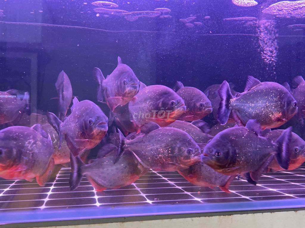 combo 5 Piranha 3-5 ngón. Mua bán Thú cưng khác tại Quận 6 Tp Hồ Chí Minh được đăng bởi Kim hình 1