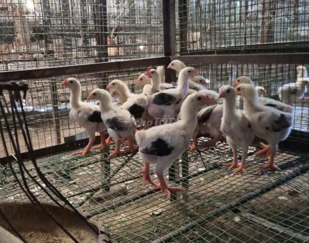 Gà Đông Tảo 1 tháng tuổi đã tiêm. Mua bán Gà tại Quận Tân Bình Tp Hồ Chí Minh được đăng bởi Song Doan hình 1