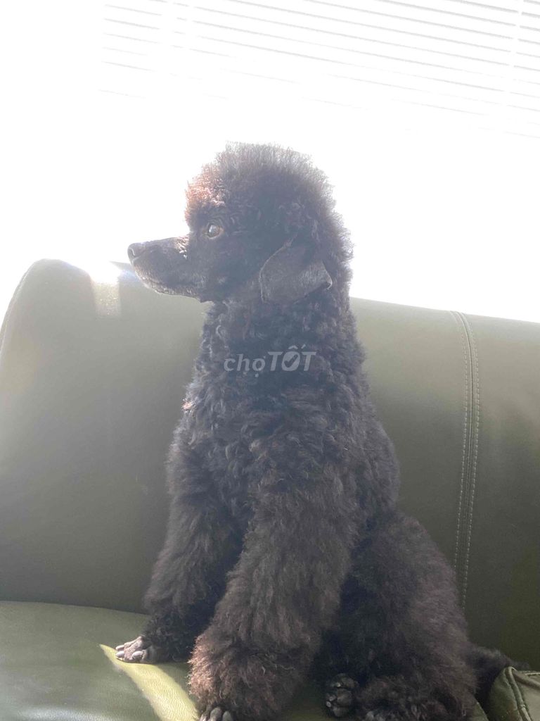 Chó Poodle Toy chuẩn show. Mua bán Chó tại Thành phố Thủ Đức Tp Hồ Chí Minh được đăng bởi Nguyễn Khang hình 1