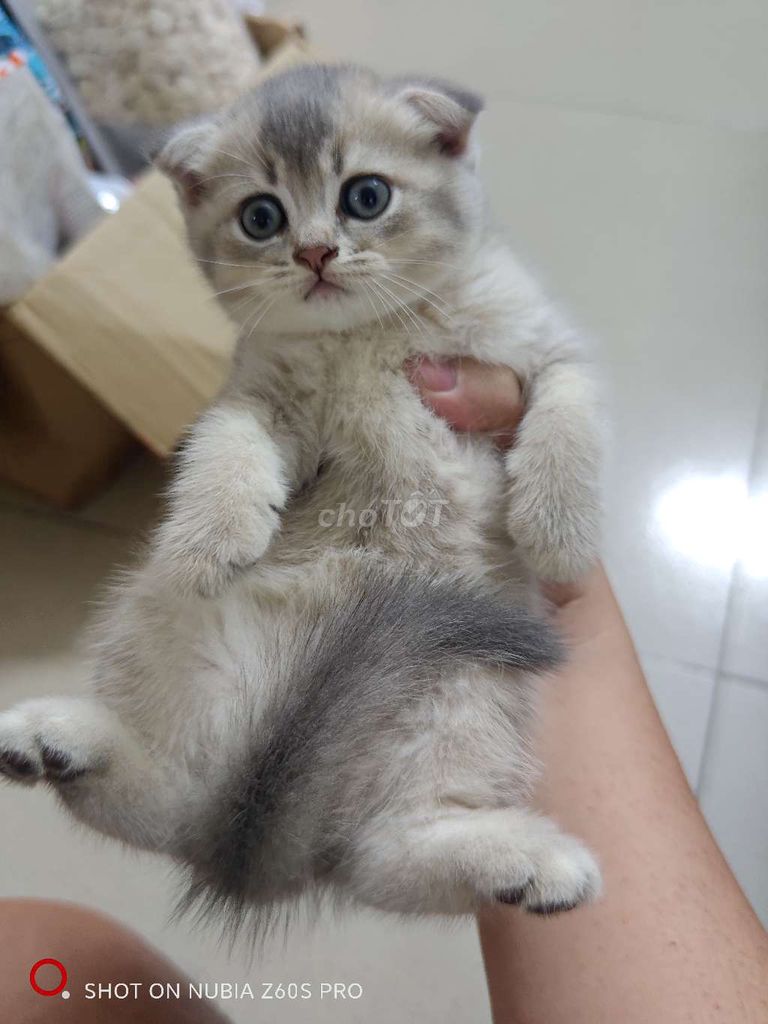 Mèo Anh lông ngắn đực blue golden. Mua bán Mèo tại Quận Bình Tân Tp Hồ Chí Minh được đăng bởi Phúc Thịnh hình 1