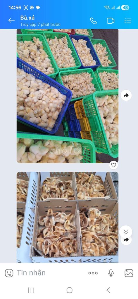 Gà con Vàng nhạt đã tiêm. Mua bán Gà tại Quận 12 Tp Hồ Chí Minh được đăng bởi Trần Huyền hình 1