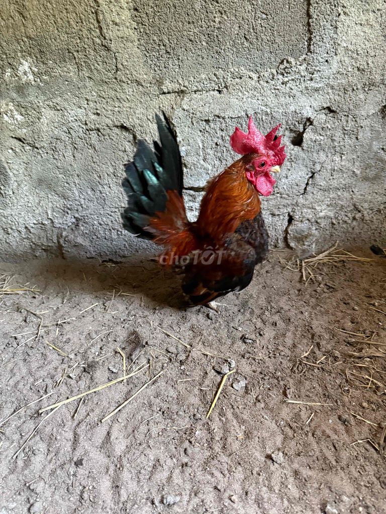 Gà tre Cặp Nhiều màu. Mua bán Gà tại Huyện Ninh Phước Ninh Thuận được đăng bởi Dương ngữ hình 1