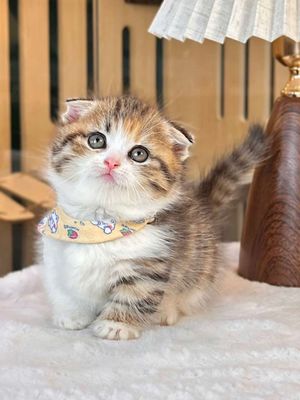 Mèo munchkin tabby tam thể cái chân lùn tai cụp
